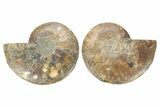 Cut & Polished, Agatized Ammonite Fossil - Madagascar #223201-1